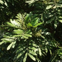 Filicium decipiens (Wight & Arn.) Thwaites